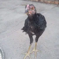 جوجه ومرغ لاری