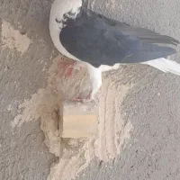 کبوتر