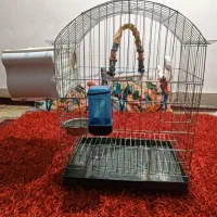 قفس