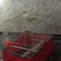 عروس هلندی در هندیجان