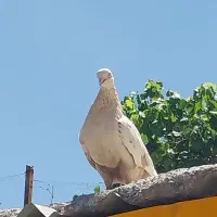 کفتر کبوتر رنگه پرشی