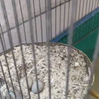 قناری روی تخم و جوجه