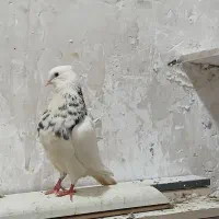 جف ترکی گوگ