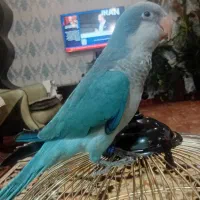 طوطی  آبی