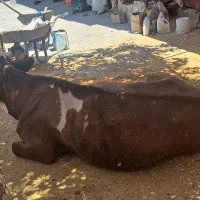 گاو سمینتال اصل دوماه آبستن
