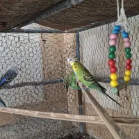 مرغ عشق فوری