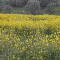 فروش یک قطعه ۶۰۰ متری زمین