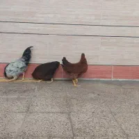 ۲ عدد مرغ و یک خروس