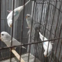 مرغ عشق.مرغ عشق جفت