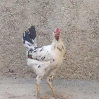 خروس گلین