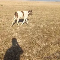 گوساله