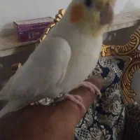 عروس ماده