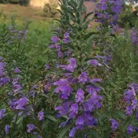 بادرشبی/تازه