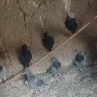 کفتر|پرنده|سراوان, |دیوار