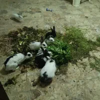 خرگوش