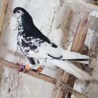 ((کفتر خال سیاه افشون))