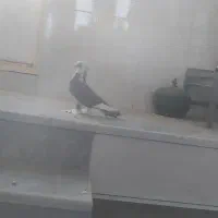کفتر پا پر خوشکل