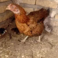 مرغ لاری با جوجه هاش