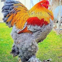 جوجه یک روزه برهما اصل رمانی