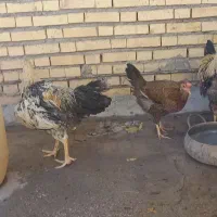فروش مرغ