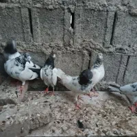 کفتر پاکستانی