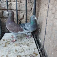 کبوتر فروش کلی