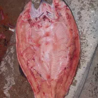 ماهی قزل و سالمون