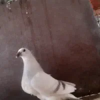 کبوتر جوجه شوریستر