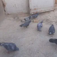 ۲۳تاکبوترچاشنی