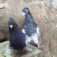 کبوتر رنگی روهمی