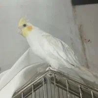 لوتیون نر۱سال۲ماه سالم مست مست
