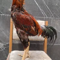 مرغ لاری
