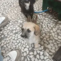 سگ پاکوتاه
