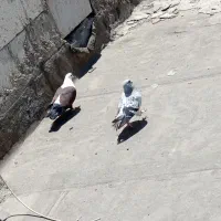 کفتر مفت