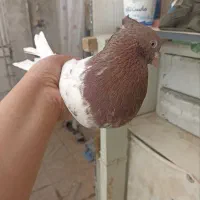 کله سرخ نر مقبول