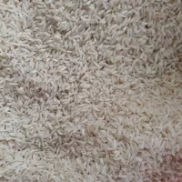 برنج هاشمی محلی شهرستان ماسال استان گیلان