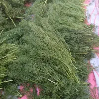 جا شیر کوهی اصل