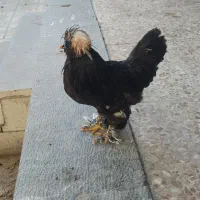 خروس تزئینی جوان نژاد سلطان