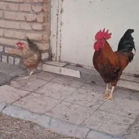 مرغ و خروس