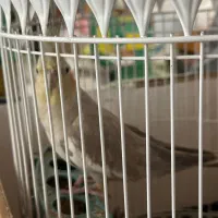 فروش‌ طوطی عروس هلندی