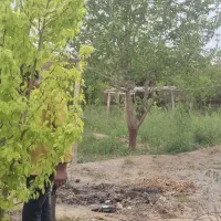 باغ-دنج-فهرج-با-بیش-از-سی-درخت-میوه