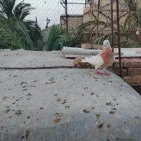 یه طوق زرد کلاهی هفت لق نر خفت