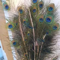 پرطاووس بسیار زیبا و سالم