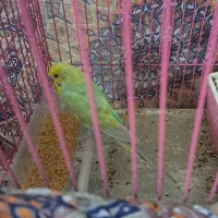 یک جفت مرع عشق یدونه تک