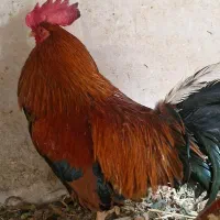۳ عدد خروس محلی