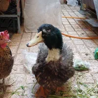 فروش اردک نر