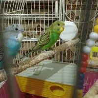 یک جفت مرغ عشق بالغ