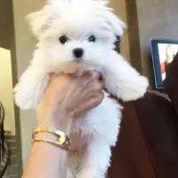 سگ نژاد پودل مالتیز عروسکی