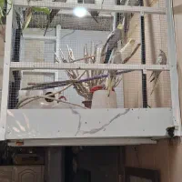 ۵ جفت عروس هلندی بالغ آماده برا جوجه کشی