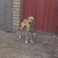 سگ سرابی نر یکساله